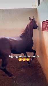 lagi ngintip tante cantik😆😆 #treding #kuda #viral #reels #fyp | Srijaya Evendi