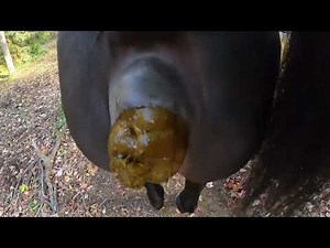 just in time 😏💩 To catch some horse poop