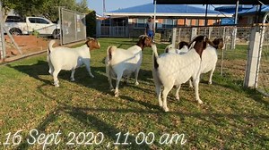 Lukas Burger Boer Goats on Reels
