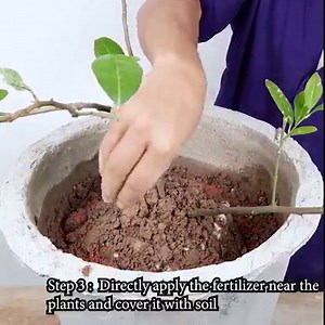 How to use potash fertilizer 0-0-60 (NPK) | Rana Craft