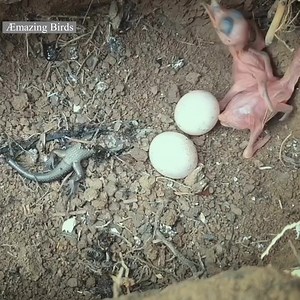 41K views · 185 reactions | Ants feed on birds in their nests | Æmazing Birds | Facebook