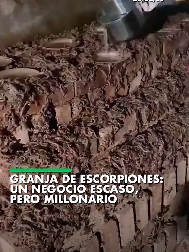 Cría de escorpiones: un recurso valioso y sorprendente