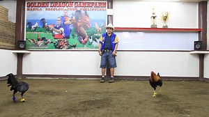 GOLDEN DRAGON GAME FARM 888. MY 2-PERSONAL SELECTION GOOD PRODUCER TRIPLE-A BROODSTOCK MATERIALS. MY SIGNATURE LINE TAZMANIAN DEVIL HATCH CHICO LINE HENNIE STRAIGHTCOMB VS BRUCE BARNETT YELLOW LEGGED HATCH. NOT FOR SALE. CANDIDATE FOR THIS COMING MARCH 15. 5-COCK 1-DAY AT NEW NEGROS COLISEUM AND MARCH 16, 2017 ARAW NG DAVAO 6-COCK DERBY AND MAY 07, BIG EVENT 7-COCK 1-DAY 110K POT MONEY 55K MINIMUM BET IN CEBU. MARCH 09, 2017. | Antonio Burburan