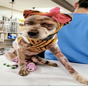 3.3K views · 72 reactions | 11 months ago, Phoenix was cruelly shoved into a backpack and set on fire with gasoline — but after a long road of recovery, she's finally getting the happy ending she deserves... 沈❤️ Read full story:  | Pulse Updates | Facebook