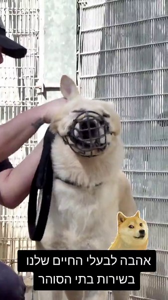 הסרטונים של שירות בתי הסוהר (@israel_prison_service) עם Who Let The Dogs Out - Original - The Doggies