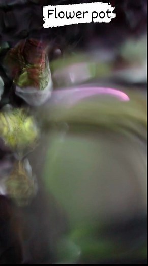 Flower Pot #Flowerpot #goniopora #reeftank #coralreef | Hendra Nugraha Tempe