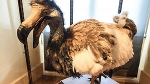 Cientistas pretendem trazer de volta o extinto pássaro dodô