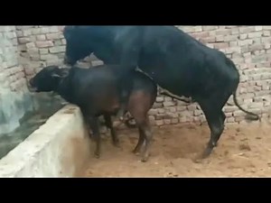 amazing black cow and bull breeding meeting video