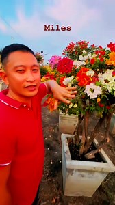 152 reactions · 18 comments | #Varietiesofbougainvillea #namesofbougainvilleavarieties #beautifulbougainvilleagarden #collectbougainvilleavarieties #legitbougainvilleaseller #wedelivernationwide #landscapingservices Miles bougainvillea gensan Tv 09177710560 | Miles Bougainvillea Gensan | Facebook