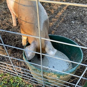 When you have pigs on the homestead nothing goes to waste! They will convert anything into bacon 🥓. Plus the are so entertaining. #farmlife #homesteading #pig | Lumnah Acres