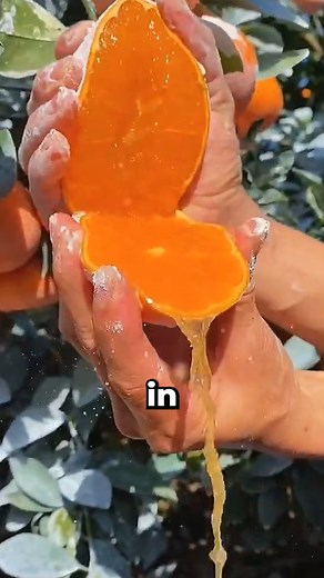 Oranges harvest machine 🥵 #storytelling | Davis Facts