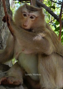 Beautiful monkey Rose, good luck monkey rose and baby monkey, monkey rose baby boy or Girl , lovely monkey. | Lovely Monkey