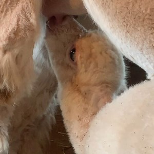 This always warms my heart.... and helps me breathe easy too. #latchedon #pei #alpaca #alpacasofinstagram #alpacafarm #greengablealpacas #babyanimals #alpacas #toocute #aww | Green Gable Alpacas