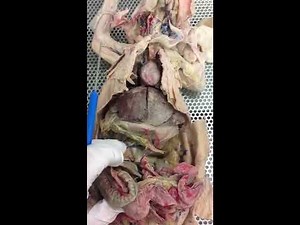 Biology 221 - Internal Organs of the Rabbit