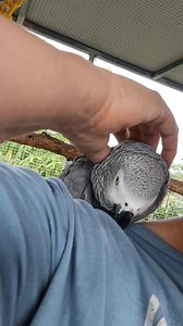 Gracie 🩷 | Six Grey Parrots