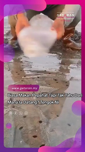 3.6K views · 52 reactions | Teringat makan pepahat goreng cili di Top Spot, Kuching  #getaranmy #viral | Getaran | Facebook