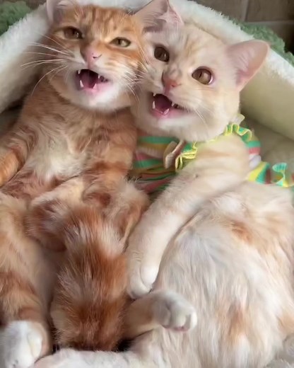 Mi hermana y yo cuando nos vemos | YennyCat