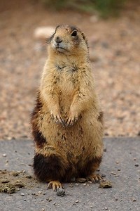 Prairie Dogs: Keystone Species of the Plains