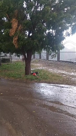 Exploring the Beauty of Trees After Rain