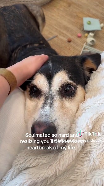 Heartfelt Moments with a Senior Dog