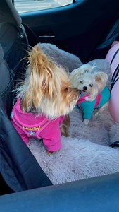 286 reactions · 11 shares | I’m the cutest ever #cutedog #cuteyorkie...