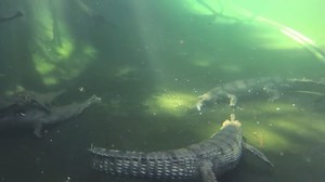 2.4K views · 165 reactions | The gharial is the only surviving member...