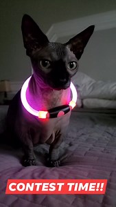 CONTEST OVER Contest Time! Please subscribe to my YouTube channel https://youtube.com/channel/UCyipBEzah_iB4IggC51F6_Q So u all have feline friends... which ones of you have felines with doggy friends? Enter this contest for a chance to win an LED adjustable dog/cat collar. Keep your pets safe in the dark while out camping or during after hour walks. To enter, simply post a pic of your dog with your cat and tell us more about your dog and your cat's relationship. Don't forget to tell us their na