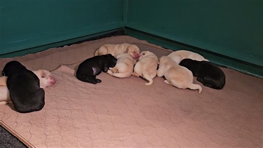 These first two weeks are all about snoozing, nursing, and growing strong! With eyes and ears still closed, puppies rely on their incredible sense of smell and touch to find their way back to Mama’s warmth and comfort. You’ll often see them twitching in their sleep—that’s their little muscles developing so they can soon crawl, explore, and take their first steps toward becoming Service Dogs. Every dream-filled nap and every tiny wiggle is part of their big journey ahead. 💚https://connect.clicka