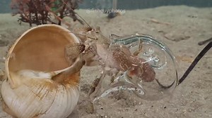 1M views · 6.2K reactions | More about the glass sea shell. | Fish Guy Photos | Facebook