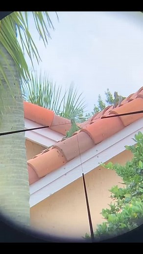 445 reactions · 12 shares | Quick roof iguana job complete! #florida #iguana #iguanaiguana #iguanas #fishing #invasivespecies #hunting #iguanaman #iguanaremoval | Raj Deonarine | Facebook