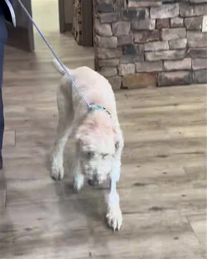 Cosmo update!!! 💫 Cosmo was released from the vet today and got to go back to his foster home! He’s still on meds but much perkier and eating better. So hopefully we can get him over this, get some weight on him and then start the search for his forever home 🏡 To all who have prayed, donated, shared and cheered him on 🥹 THANK YOU!!!! We are so grateful for all of your positive energy!! | Releash Atlanta