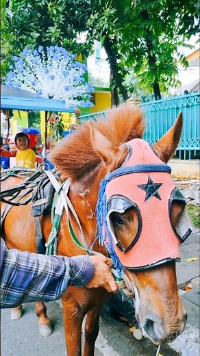 Kuda delman #kuda #naikdelmanistimewa #kudadelman