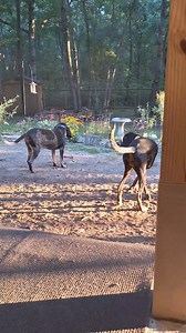 1.4K views · 66 reactions | Morning wrestling with cousin Hudson whonis visiting | RobDar's HoundSong rescue | Facebook