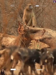 "Appreciating the diversity of our natural world. 🌍 Let's protect every species. #NatureDiversity #ConservationEfforts #AnimalRights #LoveAnimals #WildlifeConservation | Khan Bela Punjab Pakistan