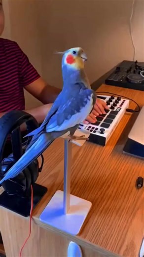When singers show their talent#cockatiel #parrots #parrotssinging #parrotlove #parrotsmart #bibiparrot #colorfulbirds #talkingparrots #petbirds #birdlovers #parrotlife #cuteanimals #birdwatchin | Animal World | Facebook
