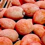 Pouteria sapota (Jacq.) H. E. | Zorro Casillas Autlán