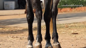 Silver 🤍 Sire - Fateh (Majhuke blood line) Grand Sire - Adam (Majhuke blood line) Dam - Tara Shiv Shakti Stud Farm | Indian Animals And Birds