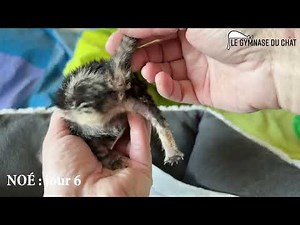 Noé le chat, jour 6