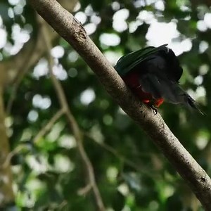 Whether you’re out bushwalking, home in the garden or out on the balcony, this is your go-to on how to help wildlife affected by heavy rains, heatwaves, and other natural disasters. | Australian Conservation Foundation