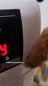 Dougie loves a nap 😍🥰 | Cambuslang Dog Grooming and Hydro Spa