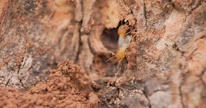 Termite Soldiers inspecting a cavity in the wood to bore in more deeper
