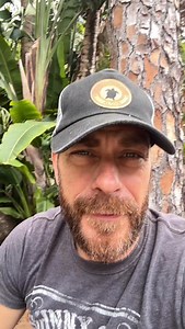 6.2K views · 497 reactions | Found a non native survivor from this deep freeze! A Cuban Knight Anole. So cool! #nonnative #reptile #lizard #floridafreeze | Kamp Kenan | Facebook