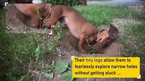 Dachshunds' tiny legs give them at least one advantage—they're excellent for burrowing. | National Geographic