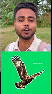 Birds 🐦 shadow puzzle 🧩 game 🎯 #birds #birdlife #shadow #challenge #fbreels2025ツ #fbreelsfypシ゚ #viral #foryoupageシ #puzzle #viral | Facts Mind 99