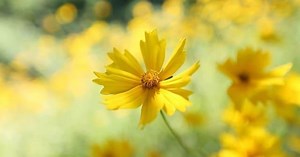 BTSジミンのソロ曲「Serendipity」読み方と歌詞の意味&作詞作曲【君に会いに来た僕】