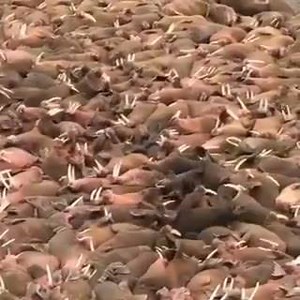 Now this doesn't look like a very comfortable way to nap. Over 3000 walruses sunbathing down on the Alaskan Peninsula at Cape Greig. Video by: Blue Mountain Lodge | The Alaska Life