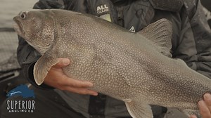 We sure love our Siscowets! | Superior Angling Co