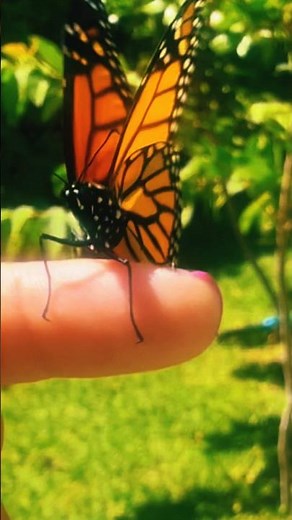 Monarch #butterfly Takes Flight!