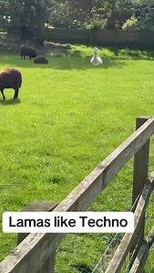 Llamas x Techno 🦙 Track ID: @uncertain.techno.official - Dirt #technomusic #technoproducer #technomood | Techno Snobs