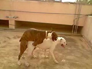 Boxer Mating